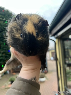 Meerschweinchen Bock