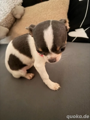 chihuahua mädchen 3 color mini 