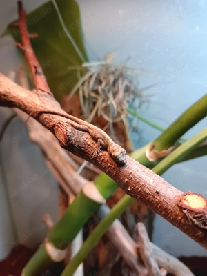 Anolis Leachii Nachzuchten