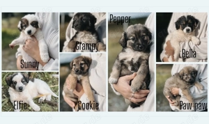 7 Welpen suchen ein für immer Zuhause 