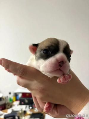 französische bulldoge