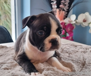 Boston Terrier Welpen 