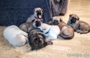 Schäferhundwelpen braune weisse