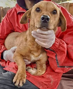 Junghund Bruno - menschenbezogen und verträglich