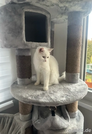 Katzendame sucht ein liebevolles Zuhause