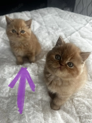 Britisches  Kätzchen zu verkaufen Junge 