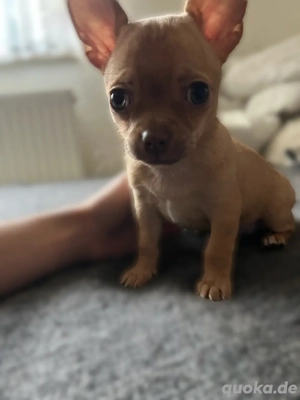 Chihuahua welpe