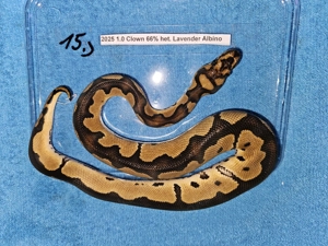 Verschiedene Königspythons zum Abgeben  Python regius ab 100,-  Euro  