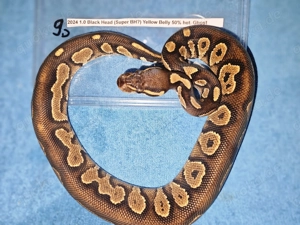 Verschiedene Königspythons zum Abgeben  Python regius ab 100,-  Euro   Bild 6