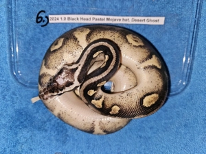 Verschiedene Königspythons zum Abgeben  Python regius ab 100,-  Euro   Bild 4