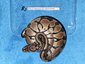 Verschiedene Königspythons zum Abgeben  Python regius ab 100,-  Euro   Bild 3