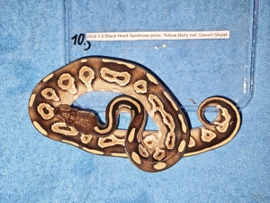 Verschiedene Königspythons zum Abgeben  Python regius ab 100,-  Euro   Bild 7