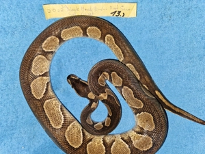 Verschiedene Königspythons zum Abgeben  Python regius ab 100,-  Euro   Bild 10