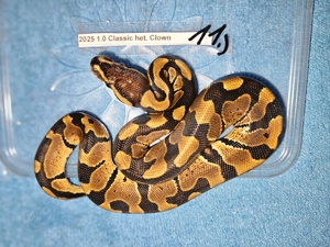 Verschiedene Königspythons zum Abgeben  Python regius ab 100,-  Euro   Bild 8