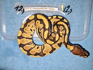 Verschiedene Königspythons zum Abgeben  Python regius ab 100,-  Euro   Bild 9