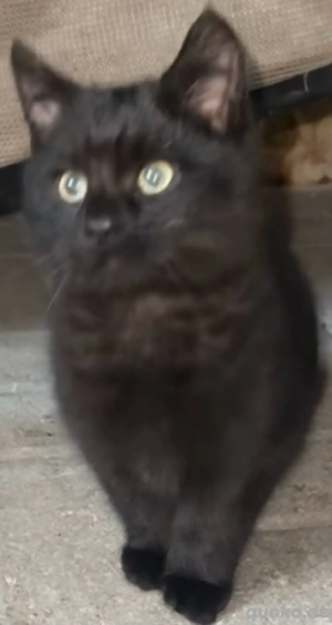 babykatzen abzugeben 14 wochen alt Bild 4