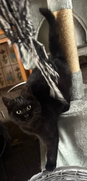 babykatzen abzugeben 14 wochen alt