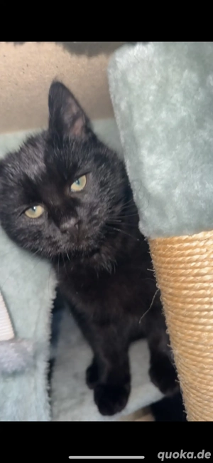 babykatzen abzugeben 14 wochen alt Bild 5