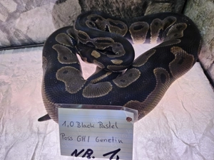 Verschiedene Königspythons zum Abgeben Python regius ab 100,-  Euro 