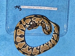 Verschiedene Königspythons zum Abgeben Python regius ab 100,-  Euro  Bild 3