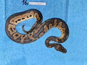 Verschiedene Königspythons zum Abgeben Python regius ab 100,-  Euro  Bild 4