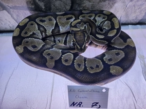 Verschiedene Königspythons zum Abgeben Python regius ab 100,-  Euro  Bild 2