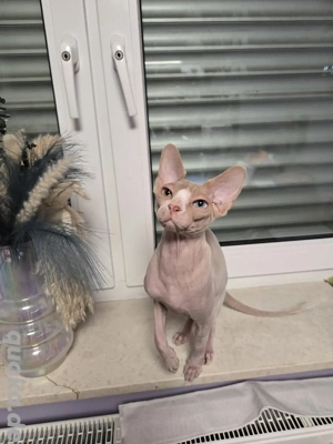 Canadian Sphynx Kater mit Schnurrhaaren Stammbaum Oddeye