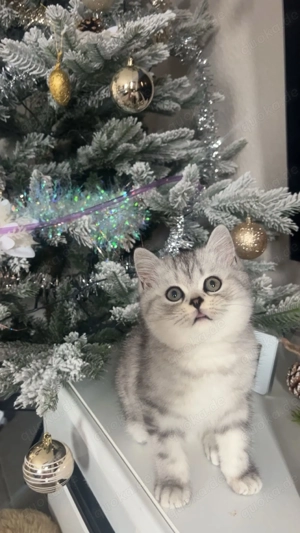 BKH bärchen sucht neues zu hause 