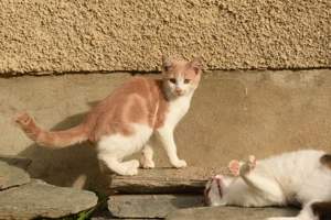Maine Coon x EKH Kater 
