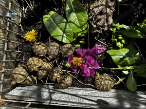 10 Griechische Landschildkröte 