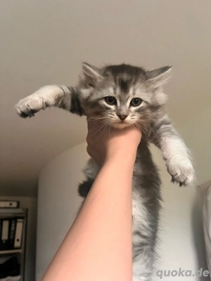 baby BKH abholbereit(junge)