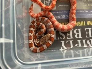 Kornnatter Nachzuchten aus 2025 abzugeben - beide Geschlechter