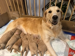  Wunderschöne Golden Retriever Pudel Mix  Goldendoodle Welpen 