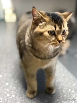 Reinrassige Britisch Kurzhaar (BKH)