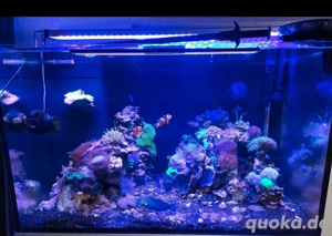 Meerwasser Aquarium