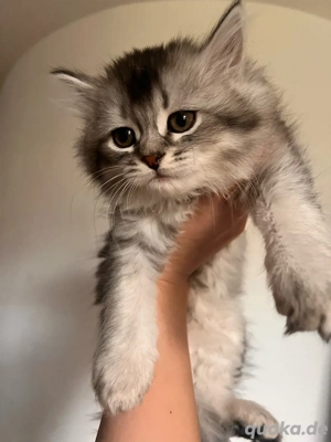 baby BKH-Maincoon mix(junge)