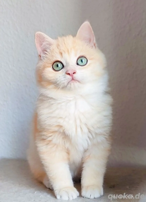 BKH golden Kitten Harold 