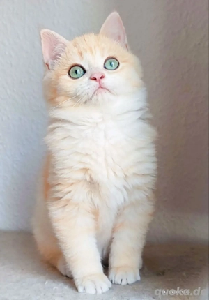 BKH golden Kitten Harold 