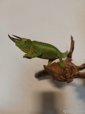 Dreihorn Chamäleon Zuchtpaar 