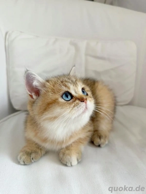 BLK Blue Gold mit Blau Augen Mädchen 