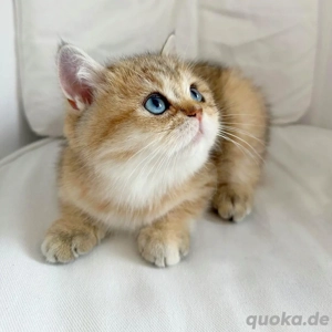 BLK Blue Gold mit Blau Augen Mädchen 