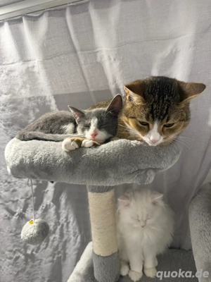 Zwei Kater zusammen abzugeben