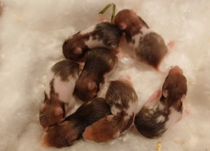 Babys Goldhamster Teddyhamster braun wildfarben