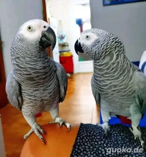 Afrikanische Graupapageien verfügbar