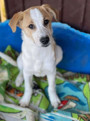 HANNAH - sucht ihre Menschen (wartet in Rumänien)