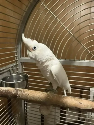 Goffin Kakadu Handzahm älter mit Käfig Papagei klein