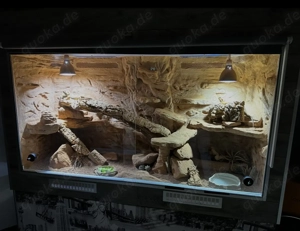 Großes Terrarium mit 2 Bartagamen und Zubehör