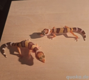 Leopardgecko, Eublepharis macularius Patternless 