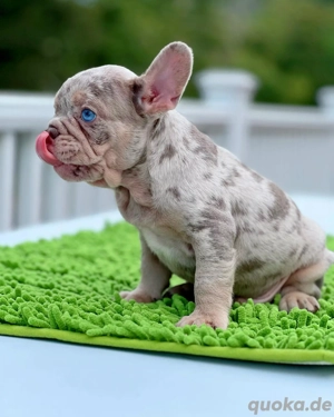 Französische Bulldoggen Welpen suchen ein schönes Zuhause