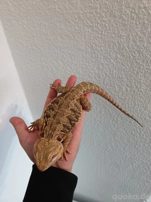 Bartagamen mit terrarium oder ohne